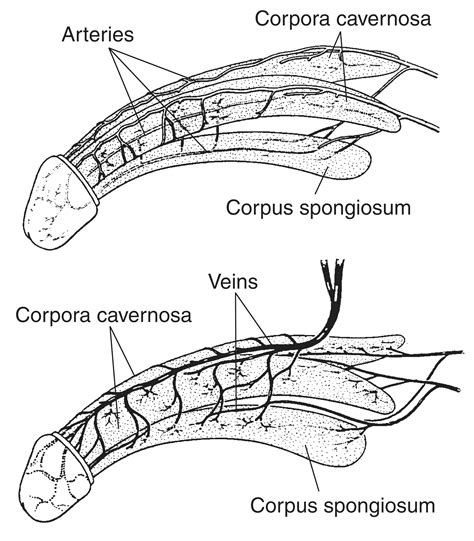 pic of a dick|Category : Anatomy of the human penis